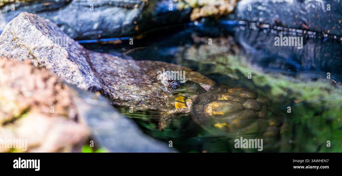 Una piccola tartaruga d'acqua dolce sbircia sopra la superficie dell'acqua vicino ai bordi rocciosi, rivelando un sottile motivo di conchiglia e uno sguardo curioso in un tranquillo acquatico Foto Stock