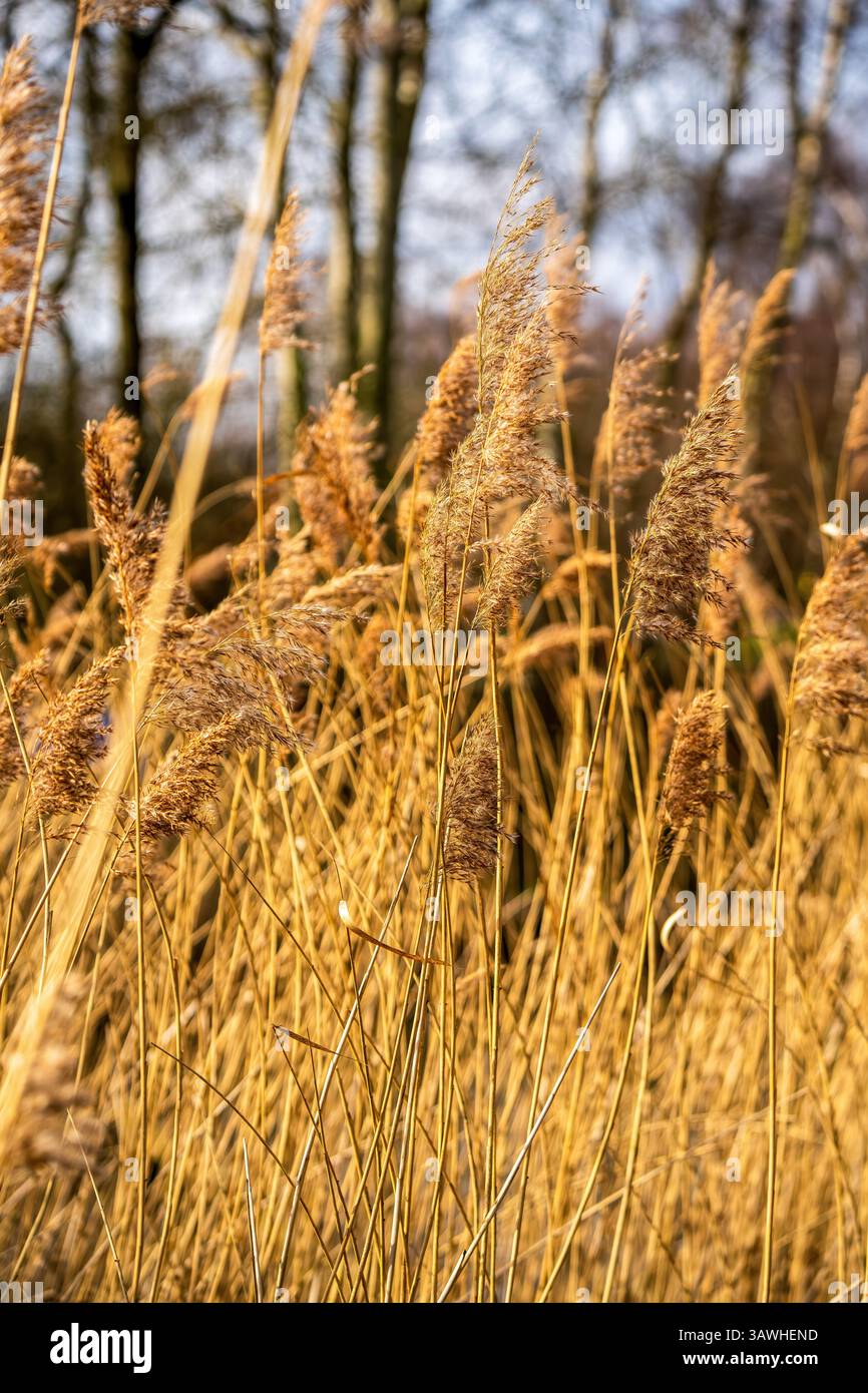 Le canne d'oro si muovono nella luce fredda dell'inverno contro un bosco sfocato, catturando un momento tranquillo della quiete stagione della natura Foto Stock