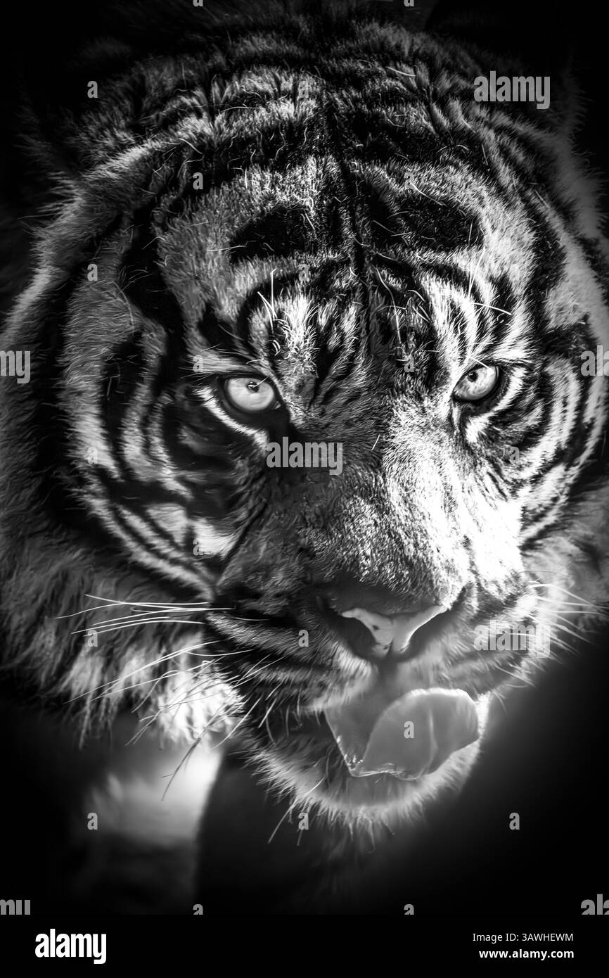 Un ritratto in bianco e nero di una tigre di Sumatra (Panthera tigris sondaica) catturato con luce ad alto contrasto, rivelando occhi acuti e strisce intricate Foto Stock