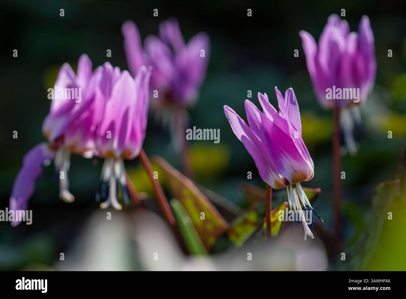 Giglio, Erythronium sulevii, Liliaceae. Fiore viola a dente di cane che fiorisce all'inizio della primavera. Erythronium dens-canis (giglio di fato, giglio di trota. Foto Stock