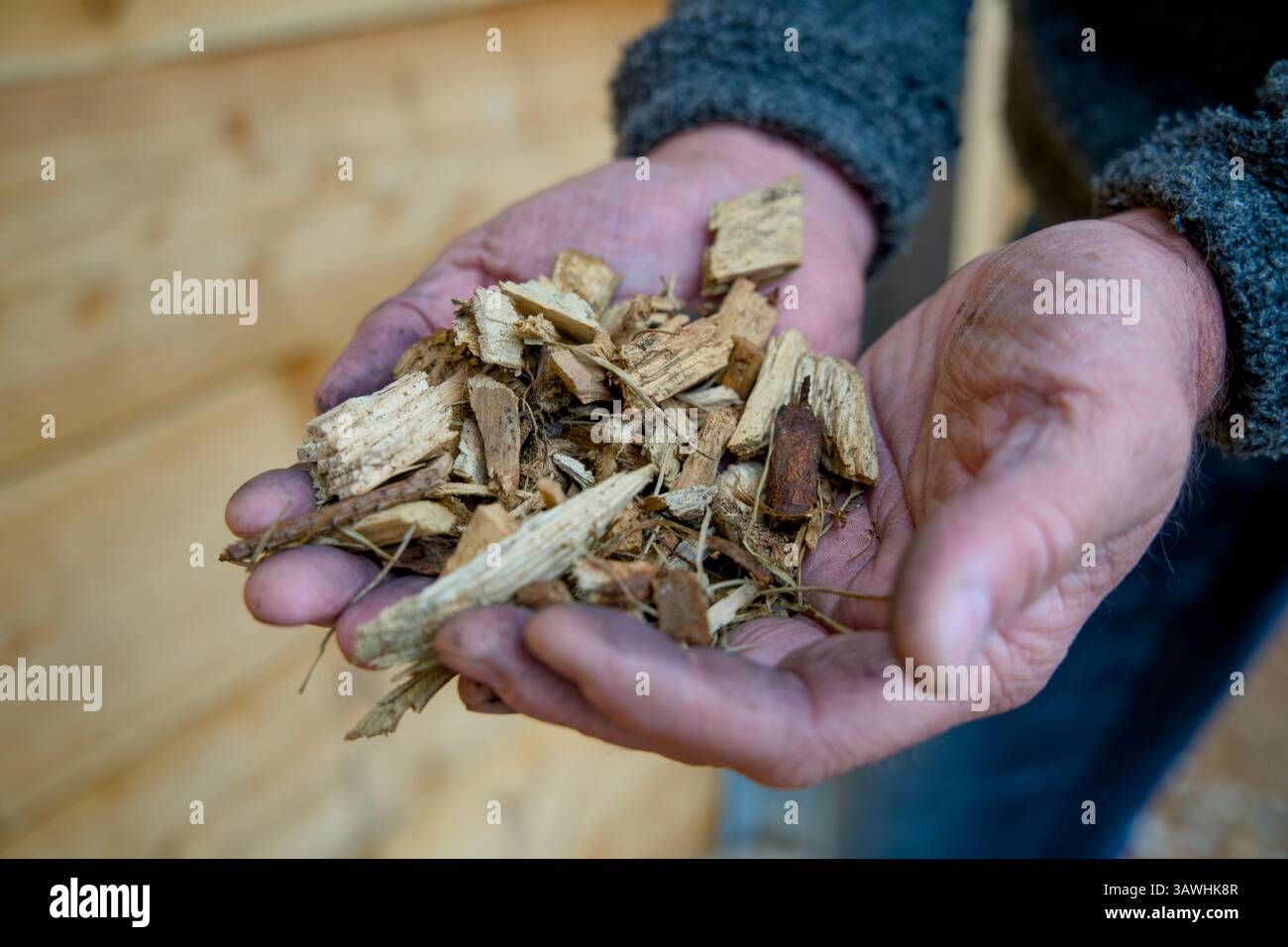 Trucioli di legno per alimentare un riscaldamento a biomassa. Energia a emissioni zero. Foto Stock