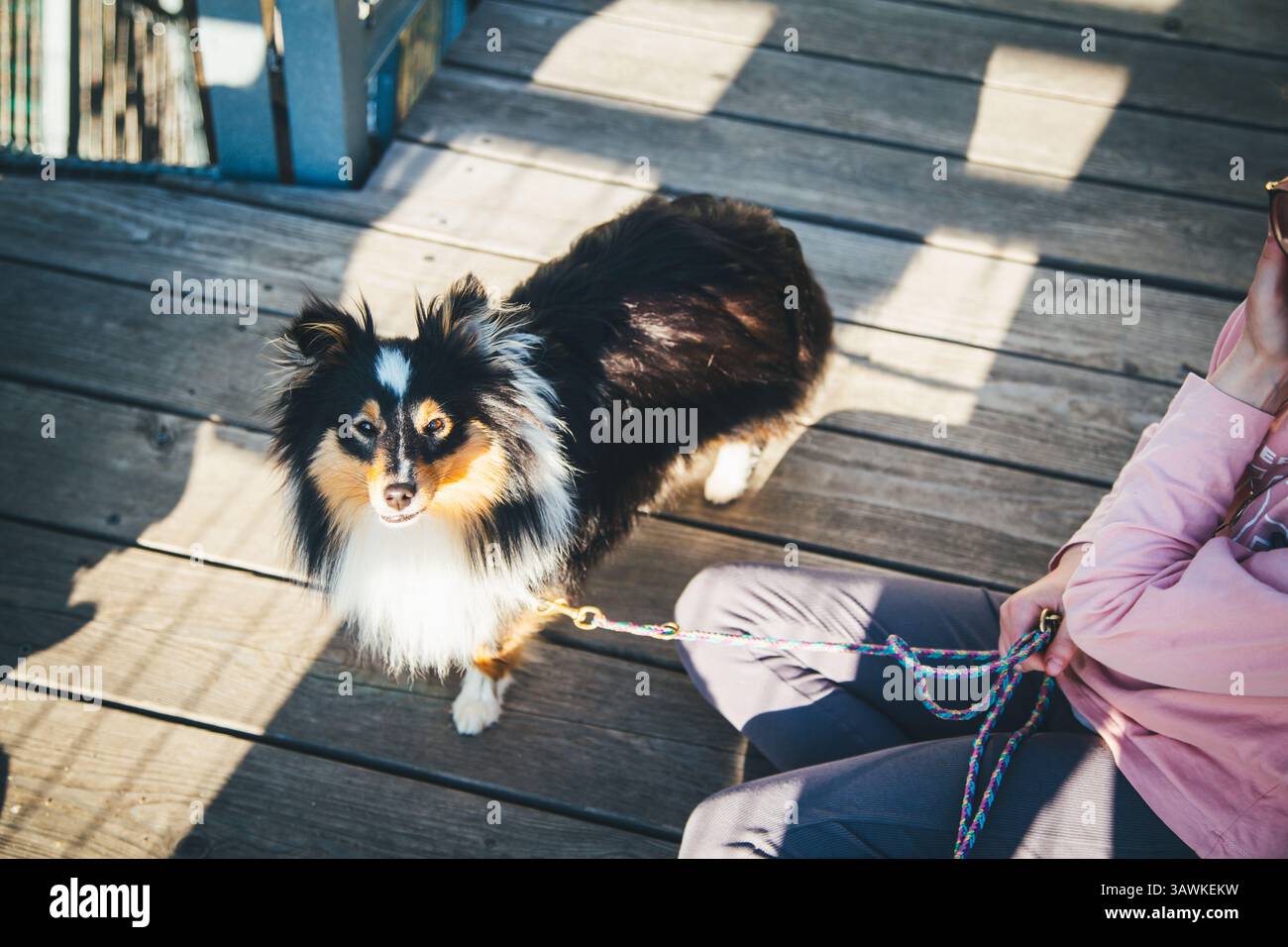 Shetland Sheepdog con la famiglia in un tour della città Foto Stock