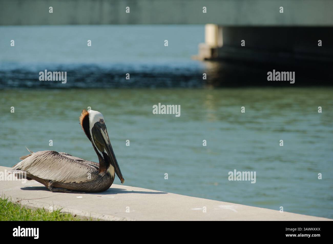 Brown Pelican seduto accanto al Waterfront Bridge in un giorno di sole. Vicino a un ponte panoramico con acque calme e vegetazione, che mostra bellezza naturale. Foto Stock