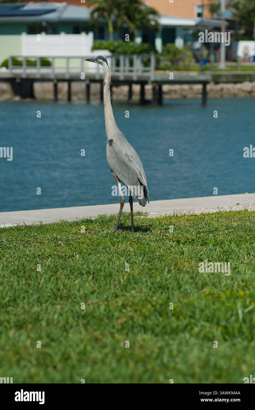 Heron in piedi sul lungomare del canale Seawall con case sullo sfondo. Accanto all'acqua, un airone osserva i dintorni panoramici con l'acqua Foto Stock