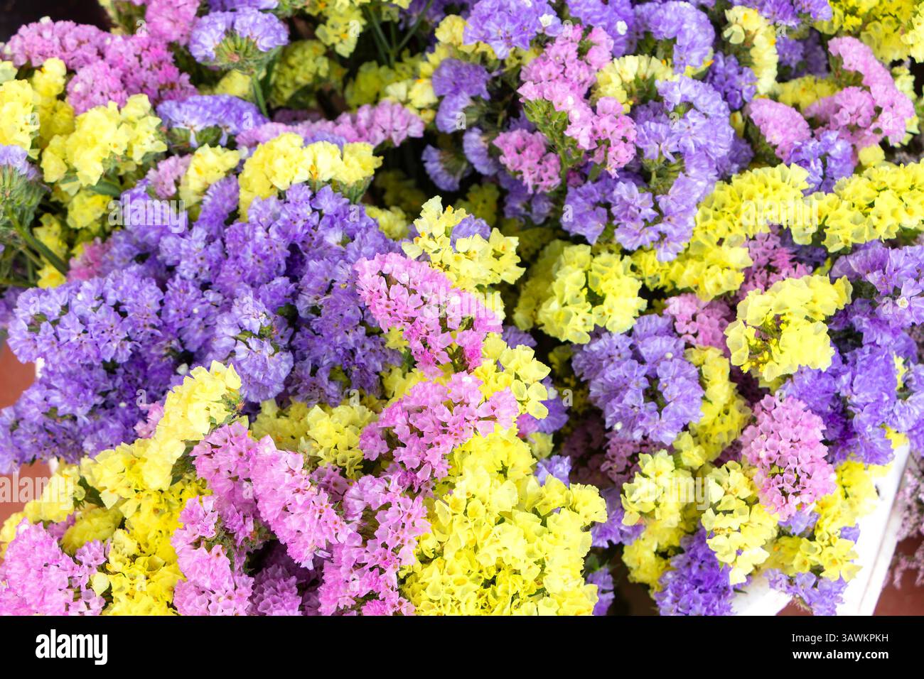 Una vivace esposizione di fiori di statice colorati Limonium sinuatum in tonalità viola, giallo e rosa, che creano una vivace e allegra disposizione floreale Foto Stock