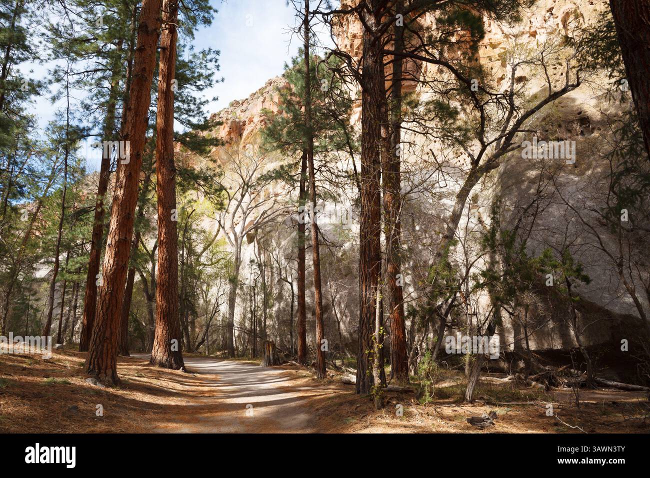 Sentiero per passeggiate e terreno nel Bandelier National Monument, New Mexico, con grandi pini Ponderosa. Foto Stock