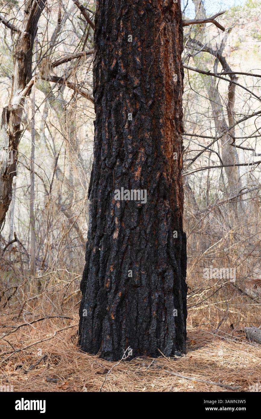 Corteccia danneggiata dal fuoco di un grande pino Ponderosa, New Mexico, Stati Uniti. Foto Stock