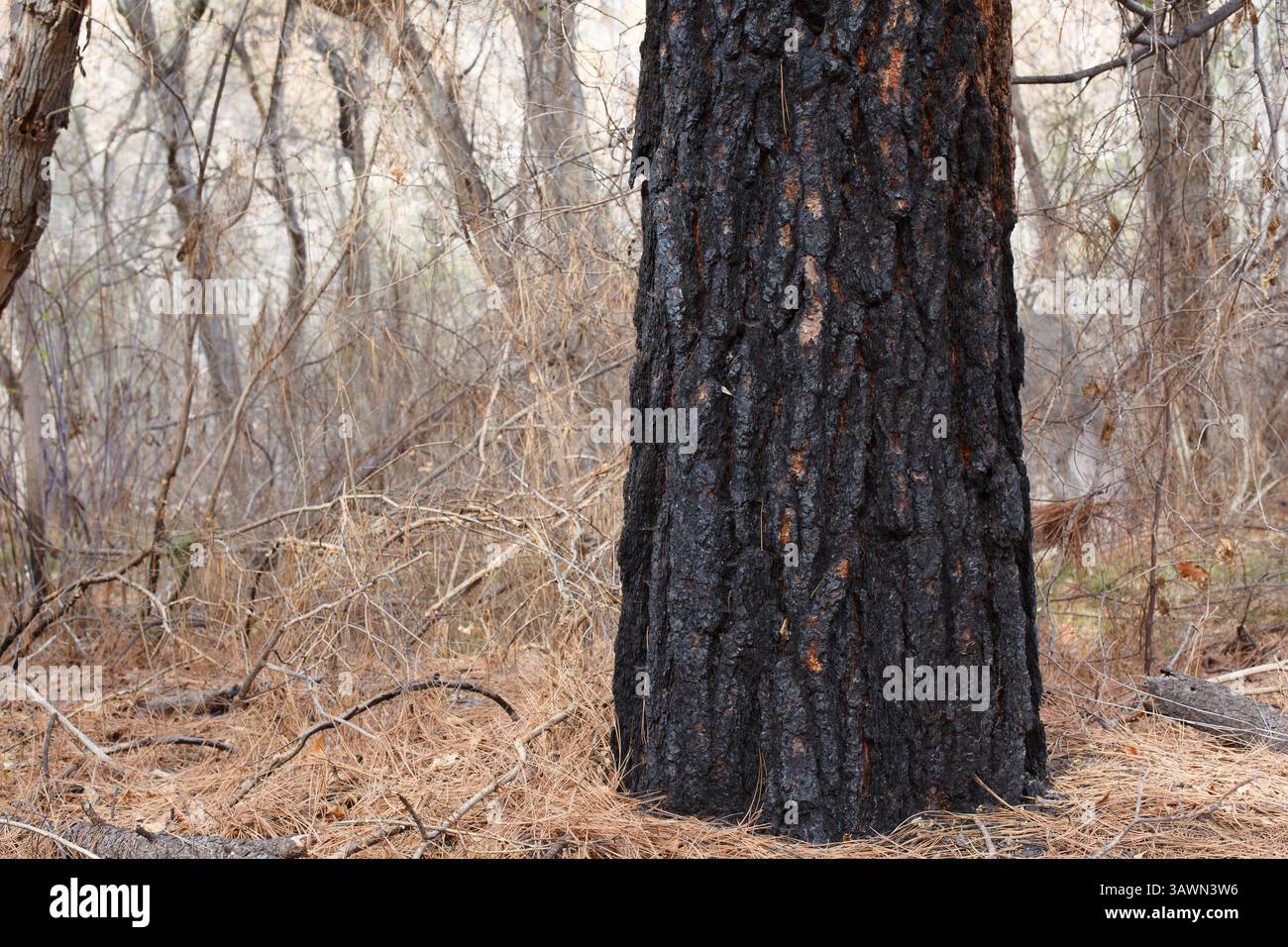Corteccia danneggiata dal fuoco di un grande pino Ponderosa, New Mexico, Stati Uniti. Foto Stock