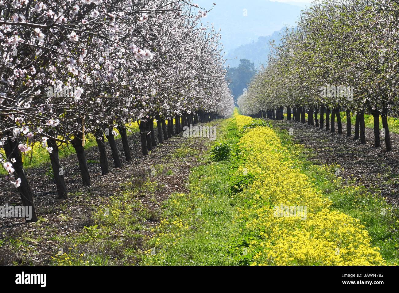Frutteto di mandorli in fiore in primavera Foto Stock