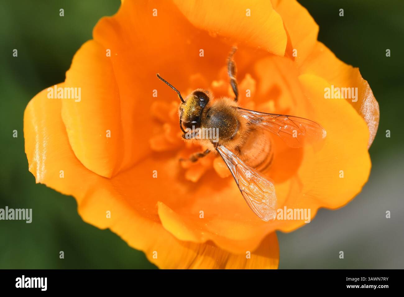 Ape su California poppy Foto Stock