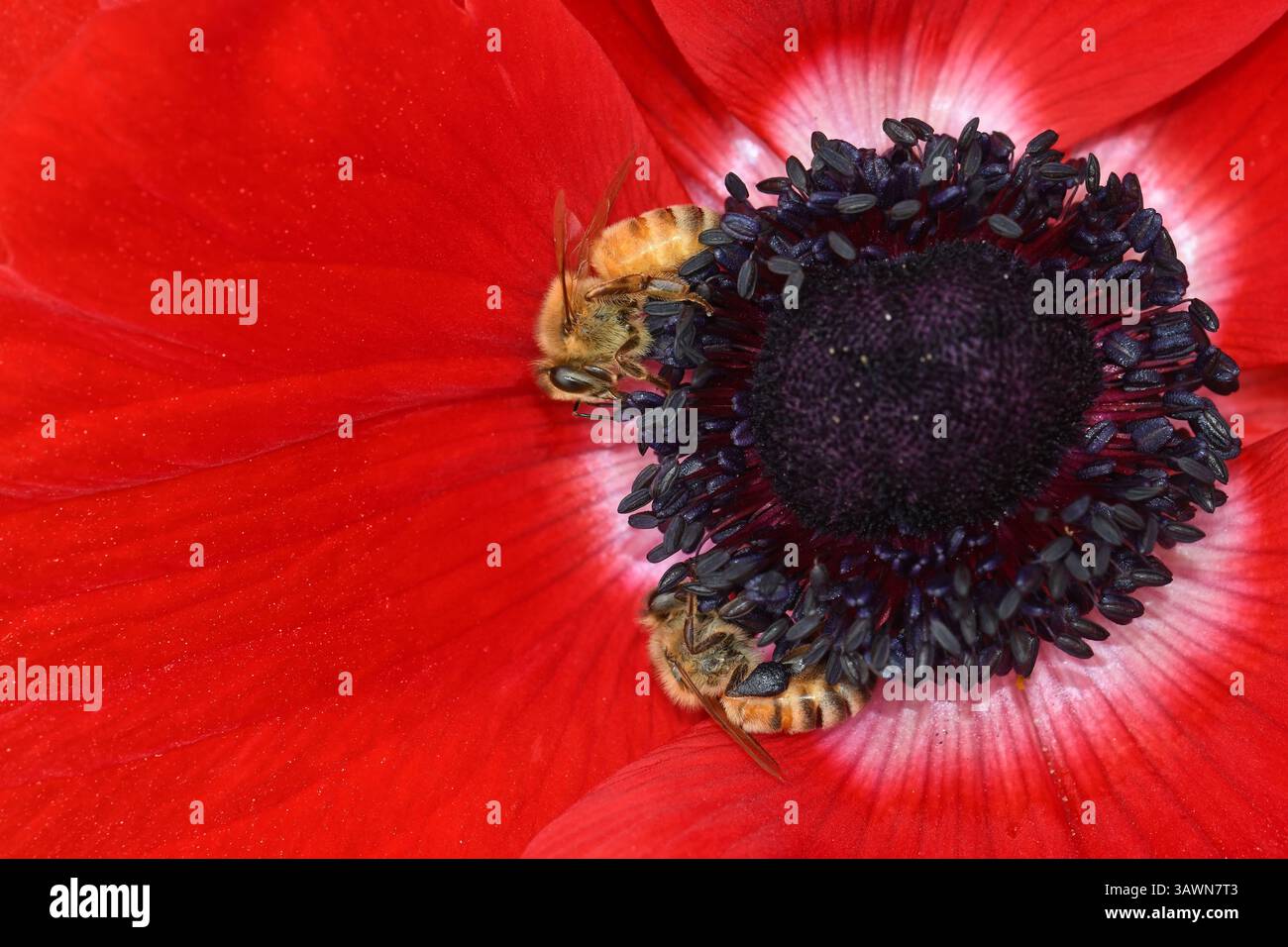 Api che raccolgono polline su Anemone rosso Foto Stock