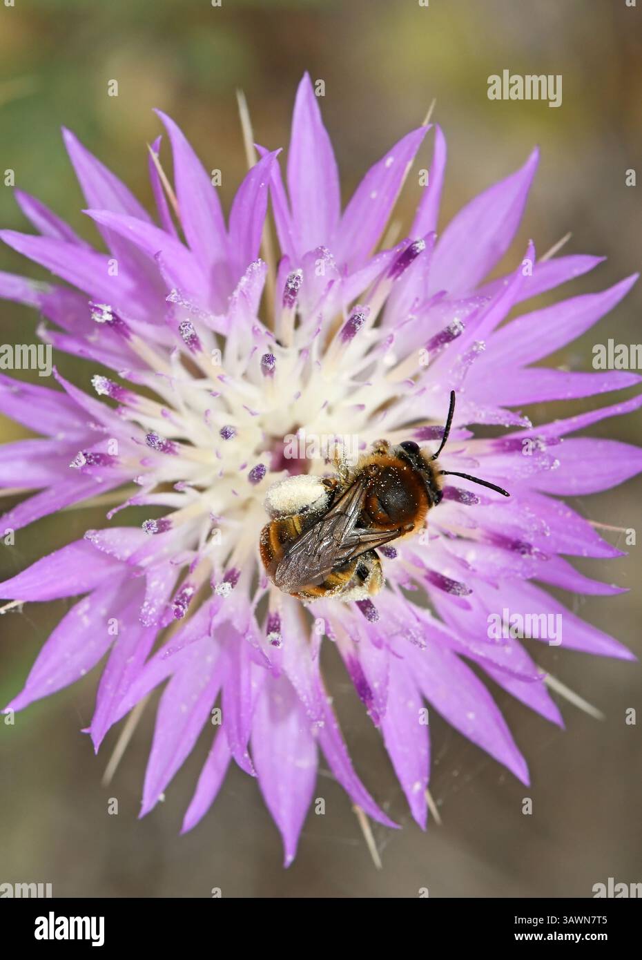 Api selvatiche che impollinano un fiore di Centaury Blush - Centaurea crocodylium Foto Stock
