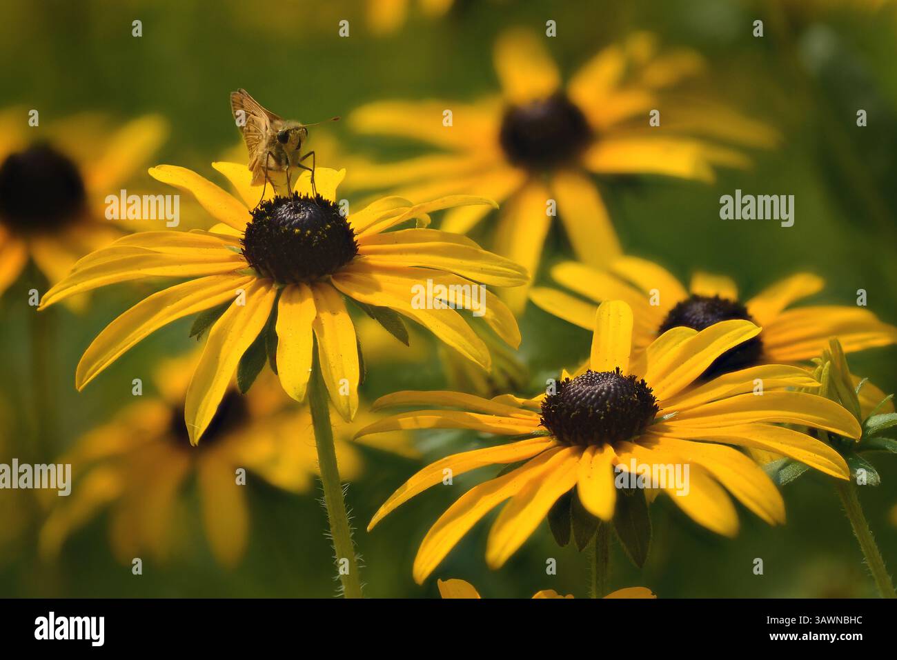 Fiori gialli con farfalla. Farfalla di Fiery skipper (Hylephila phyleus) arroccata sulla cima di una Rudbeckia fulgida (Susan dagli occhi neri). Foto Stock