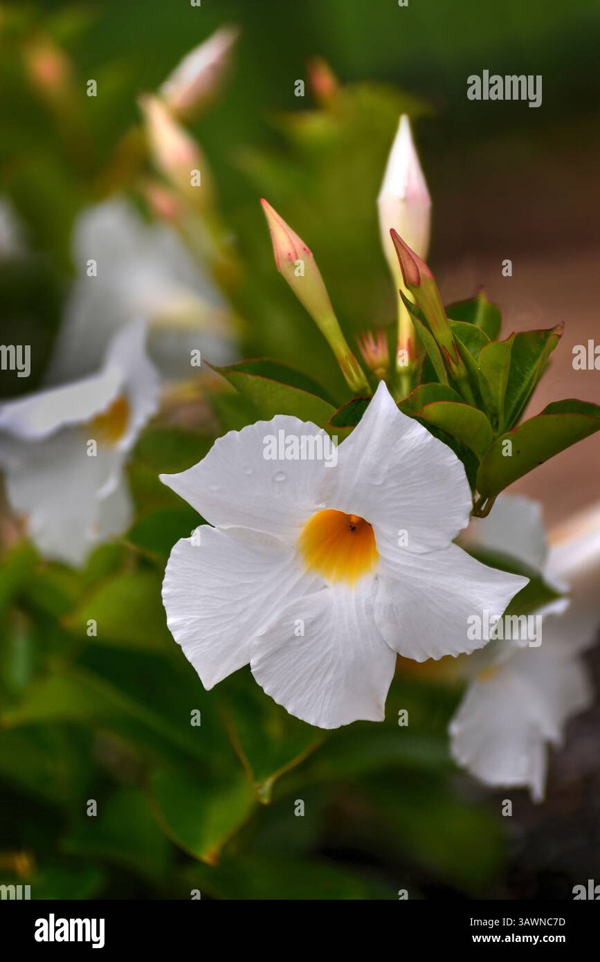 Bellissimo fiore bianco di Mandevilla (Dipladenia, gelsomino brasiliano, gelsomino cileno) con nuove gemme sullo sfondo. Mettere a fuoco lo sfondo sfocato. Foto Stock