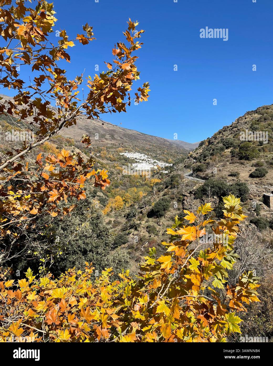 Una vista lontana del villaggio di Trevélez nell'Alpujarra, nel sud della Spagna, con foglie d'autunno dorate (foglie d'autunno) in primo piano. - Immagine stock catturata con smartphone Una vista lontana del villaggio di Trevélez nell'Alpujarra, nel sud della Spagna, con foglie d'autunno dorate (foglie d'autunno) in primo piano. - Immagine stock catturata con smartphone