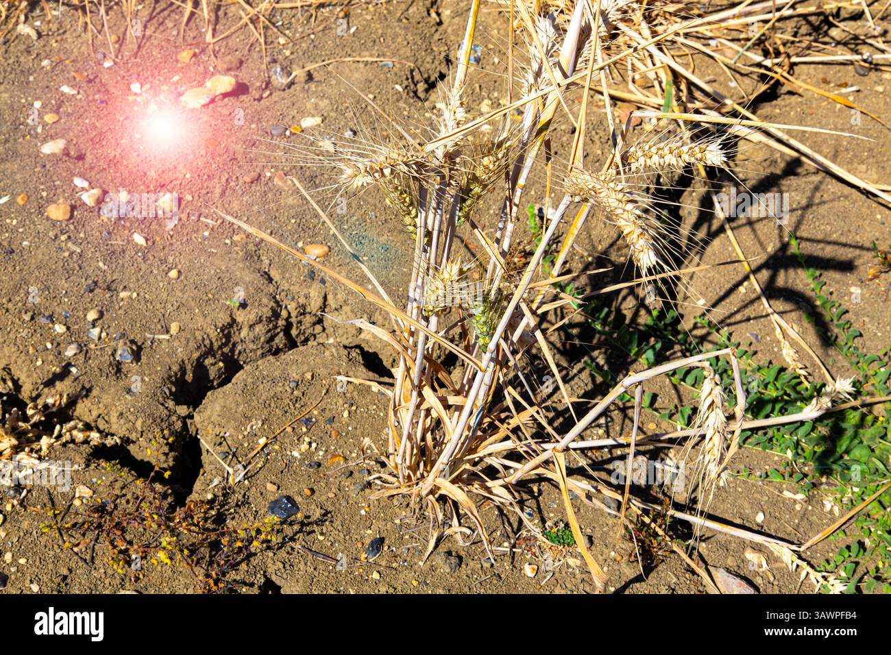Campo di frumento secco che mostra le condizioni del terreno parcheggiato Foto Stock