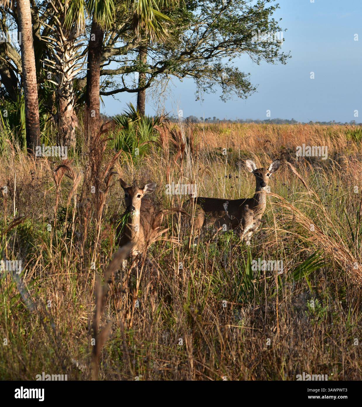Il cervo dalla coda bianca (Odocoileus virginianus) è un cervo di medie dimensioni originario degli Stati Uniti, del Canada, del Messico, dell'America centrale e del Sud America Foto Stock