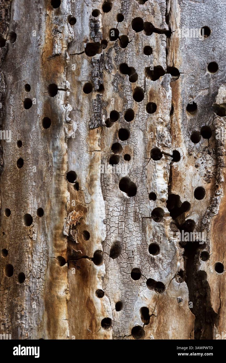 Tronco di alberi deciduo con fori fatti da picchio alla ricerca di insetti da nutrire. Foto Stock