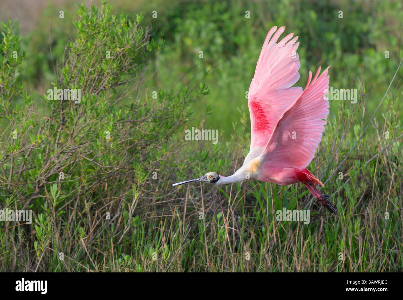 Becco di palissandro (Platalea ajaja) che vola nelle zone umide costiere, contro l'erba verde, Galveston, Texas, Stati Uniti. Foto Stock