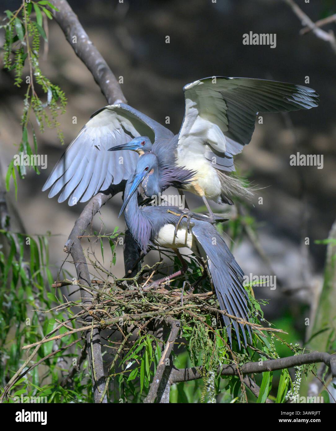 Un paio di aironi tricolori (Egretta tricolor) che si accoppiano al nido, High Island, Texas, USA Foto Stock
