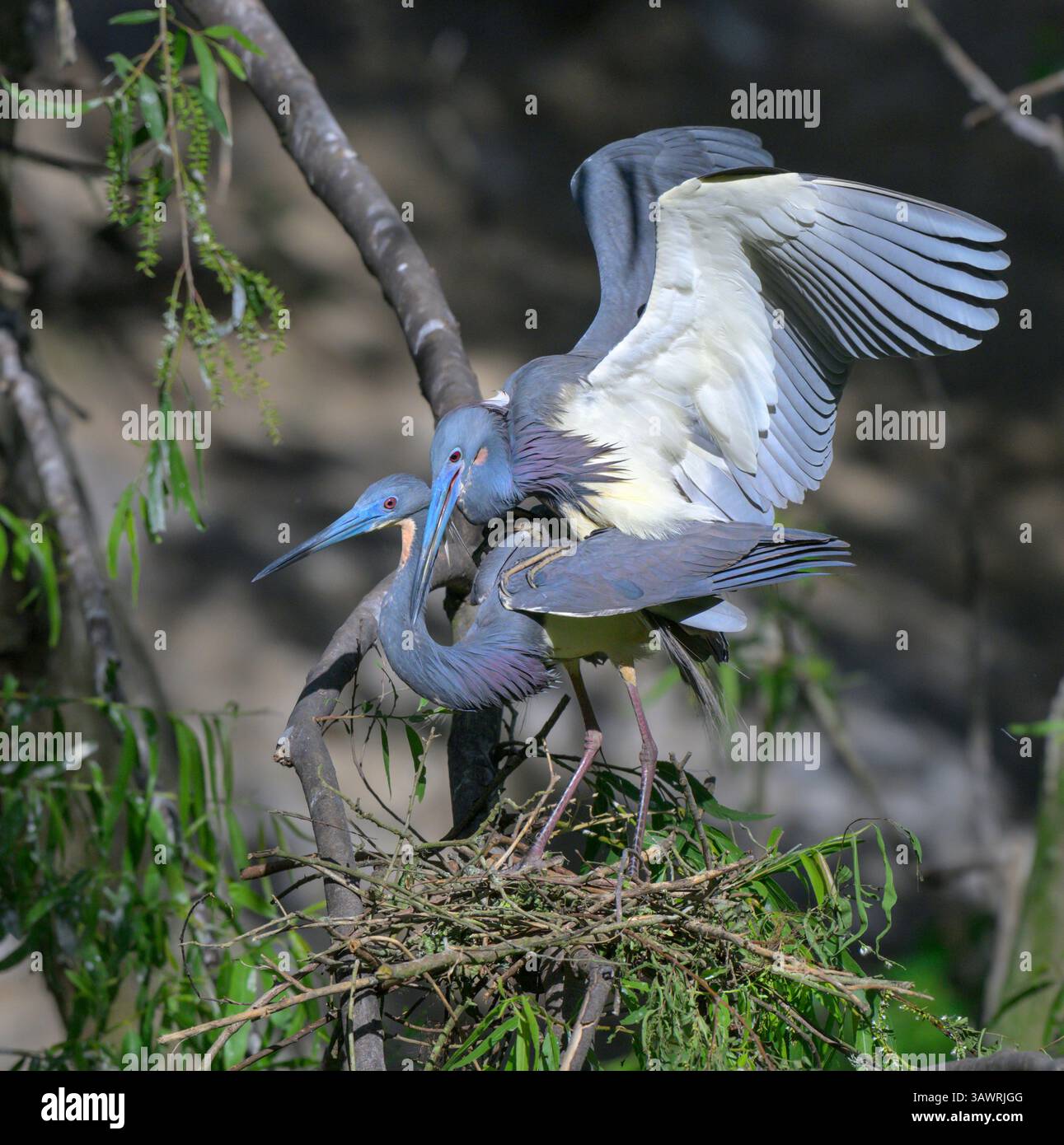 Un paio di aironi tricolori (Egretta tricolor) che si accoppiano al nido, High Island, Texas, USA Foto Stock