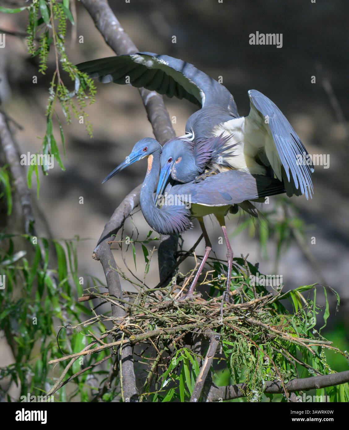 Un paio di aironi tricolori (Egretta tricolor) che si accoppiano al nido, High Island, Texas, USA Foto Stock