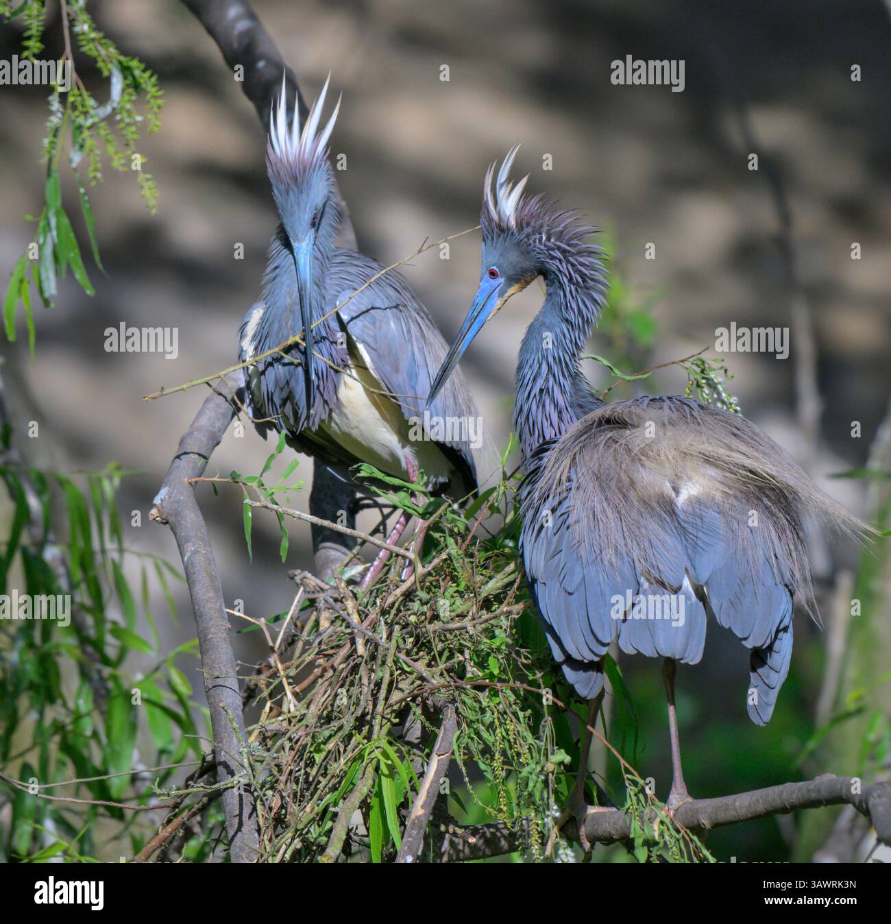 Tricolored Herons (Egretta tricolor) nido di edifici, High Island, Texas, Stati Uniti. Foto Stock
