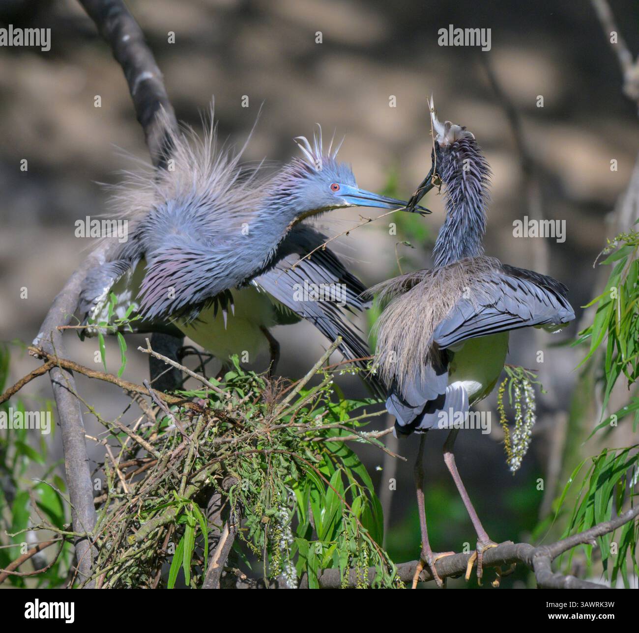 Tricolored Herons (Egretta tricolor) nido di edifici, High Island, Texas, Stati Uniti. Foto Stock
