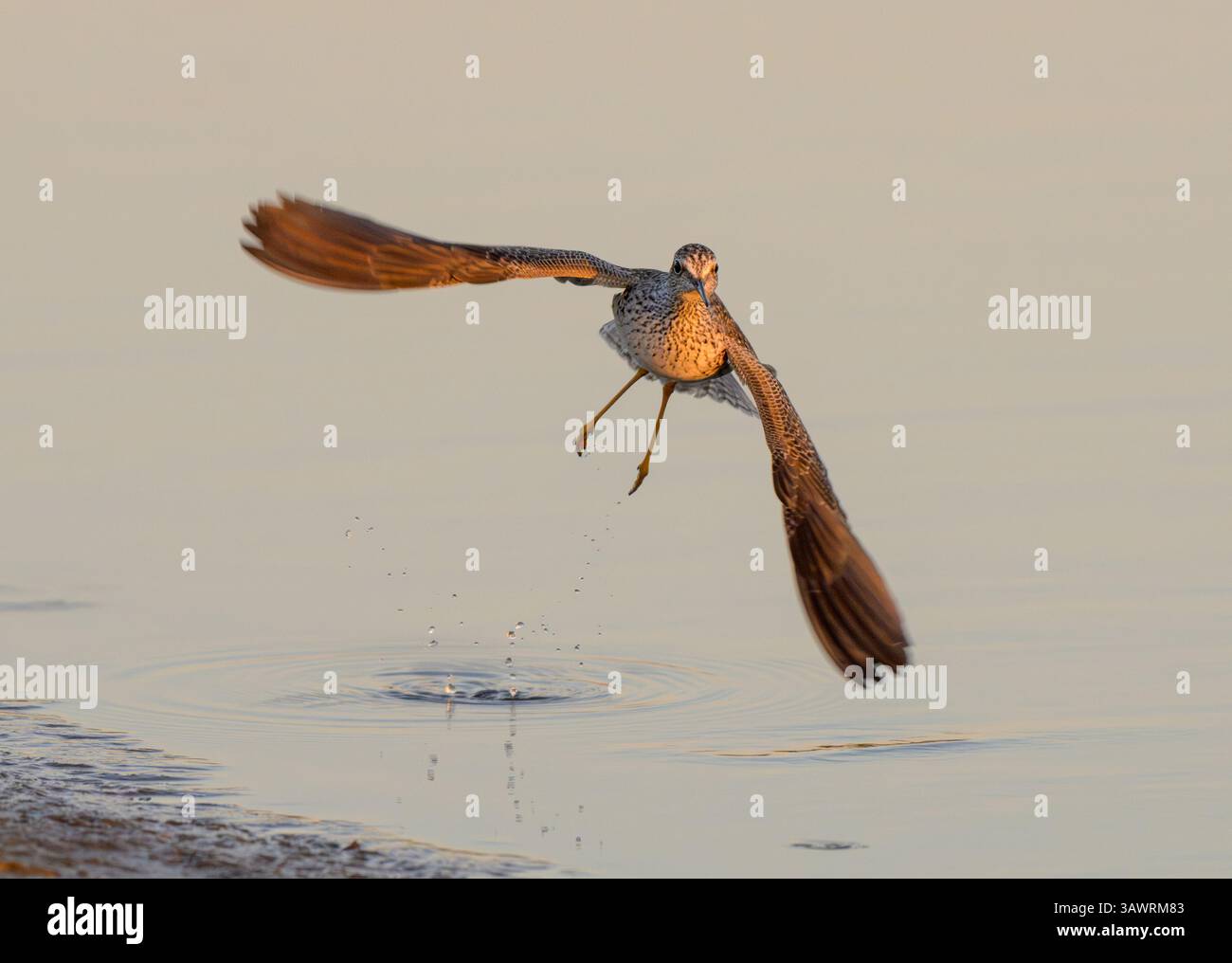 Gamba gialla minore (Tringa flavipes) che decolla dalle acque poco profonde della laguna marea all'alba, Galveston, Texas, Stati Uniti. Foto Stock
