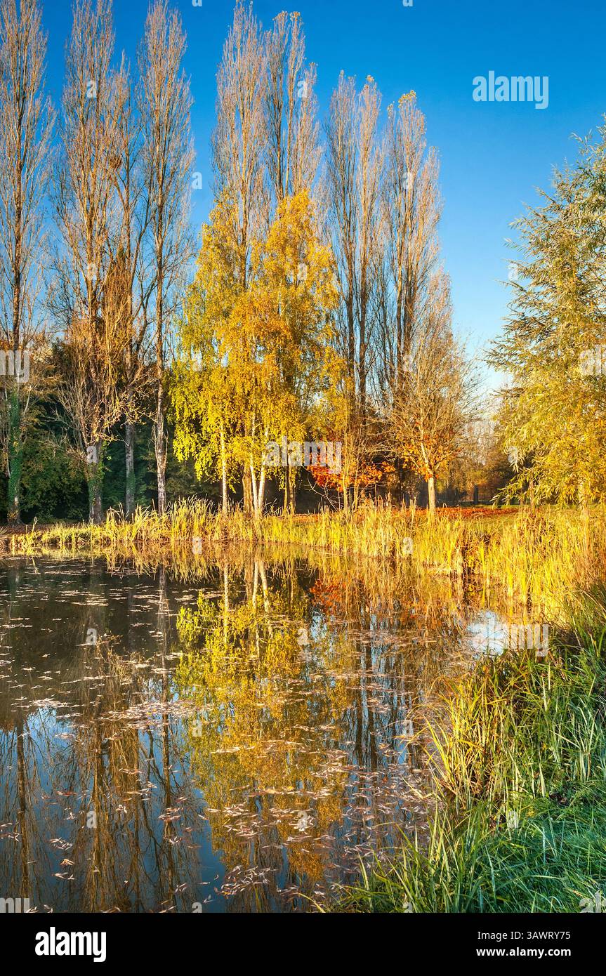 Alberi di pioppo (Peuplier) in autunno la luce del sole si riflette sulla superficie dello stagno. Foto Stock
