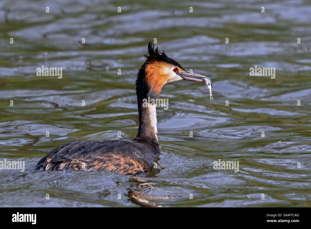 Grebe crestato (Podiceps cristatus) adulto nell'allevamento di piume che mangia pesce mentre nuota nello stagno in primavera Foto Stock