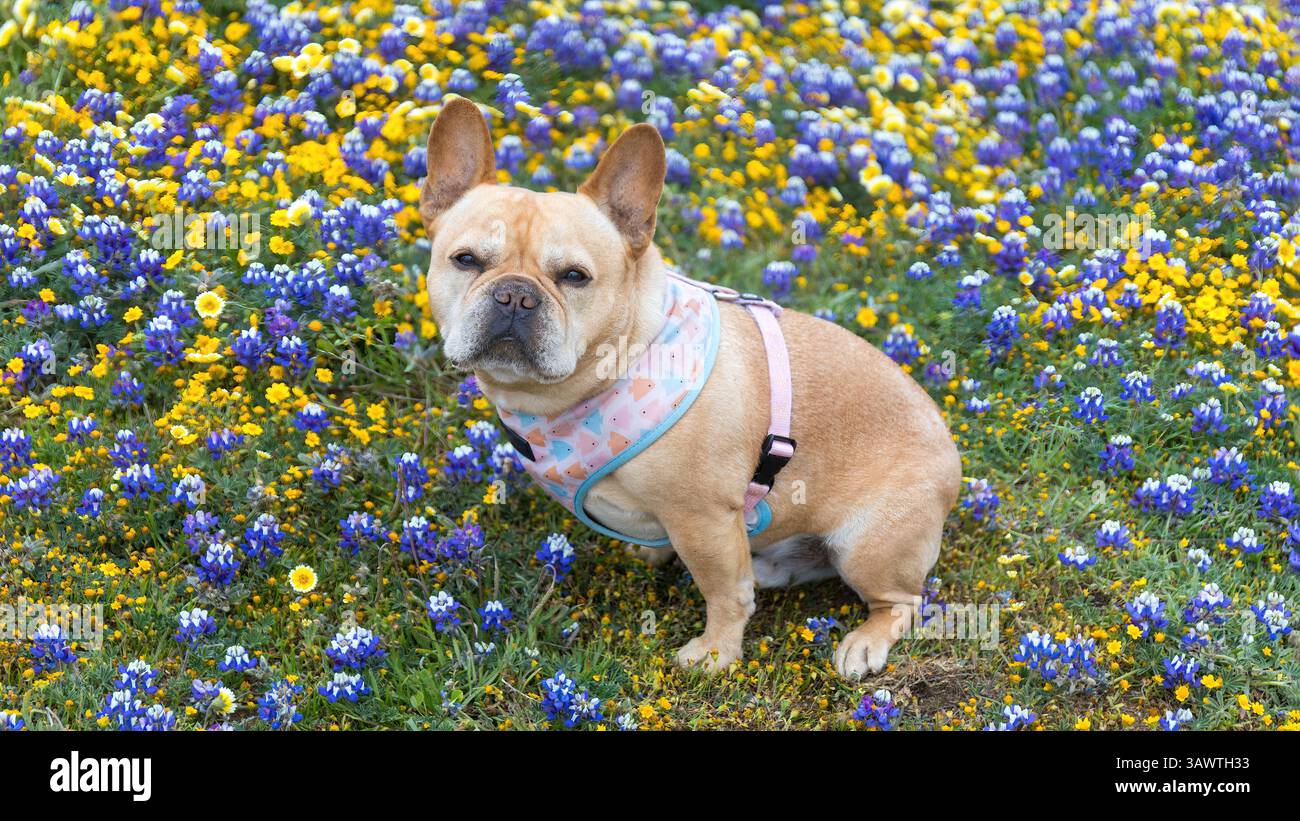 Maschio francese di 8 anni seduto accanto ai fiori selvatici in fiore. Foto Stock