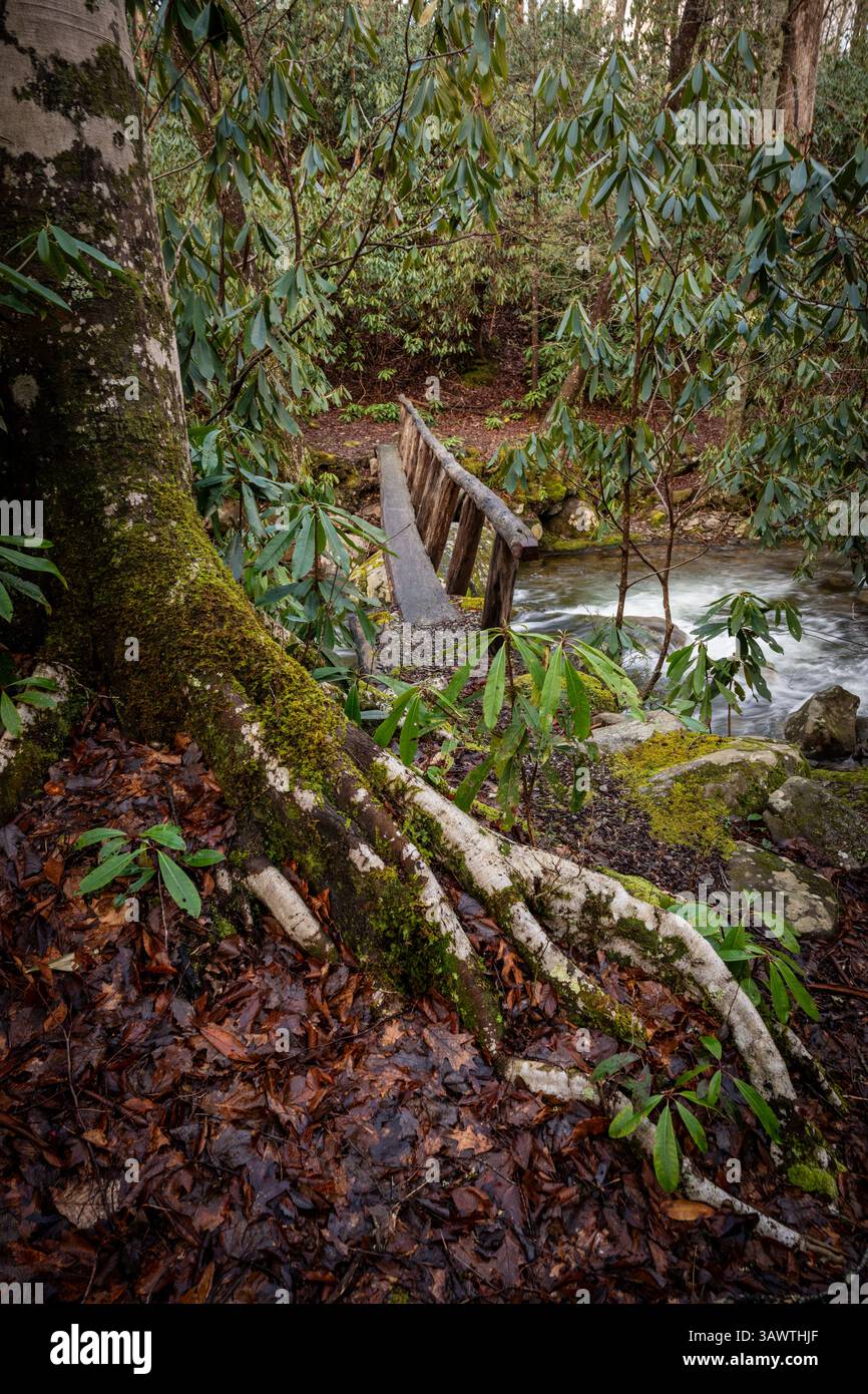 Bright White Tree Root ricoperto di muschio con Tree Trunk Bridge sullo sfondo nel Great Smoky Mountains National Park Foto Stock