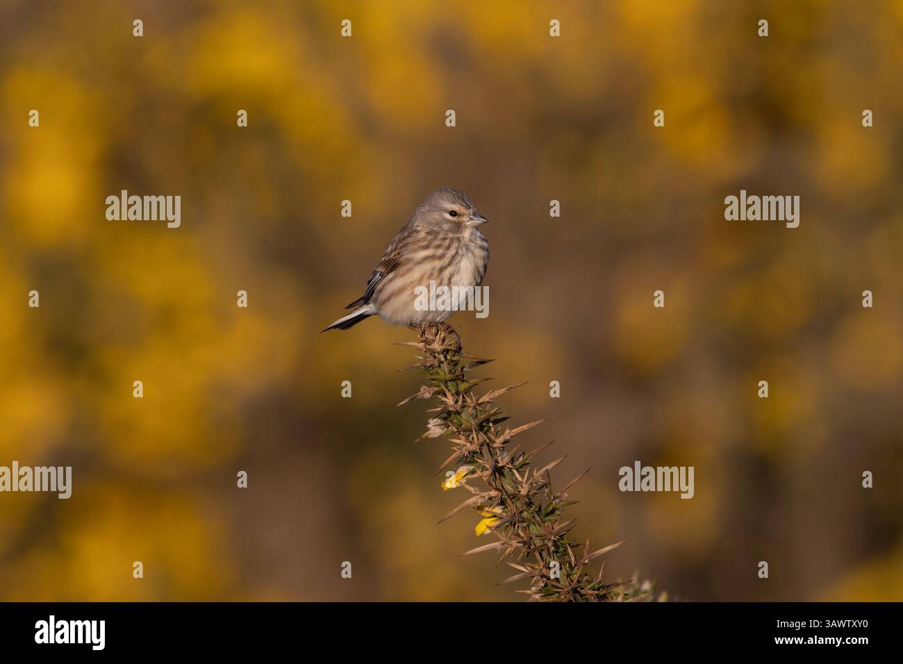 Linnet (Carduelis cannabina) maschio arroccato sul Gorse comune (Ulex europaeus) Suffolk aprile 2025 Foto Stock