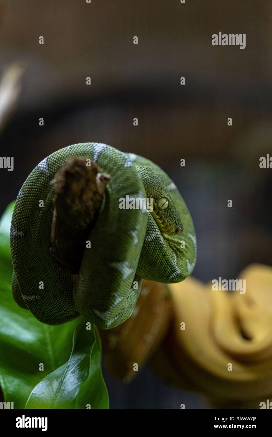 Il boa serpente di boa dell'albero di smeraldo si avvolge su un ramo di albero Corallus caninus vertical. Foto Stock
