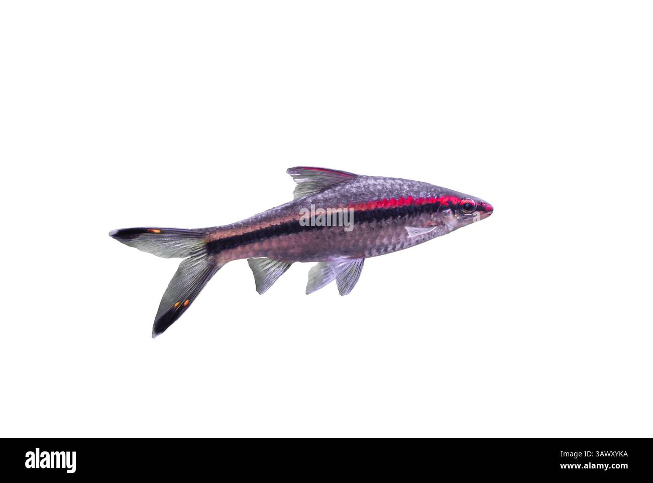 Il pesce a strisce di Denison isolato su sfondo bianco, vista laterale. Puntius denisonii (Miss Kerala, torpediniere di linea rossa, squalo roseline) ritagliato ic Foto Stock