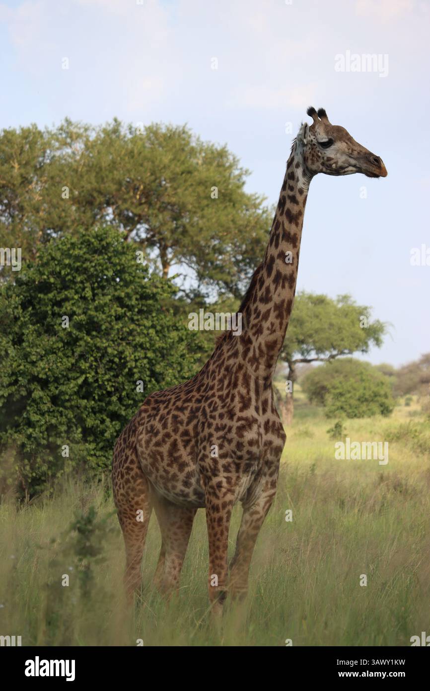 Una giraffa africana nel Tarangire National Park Tanzania, Africa Foto Stock