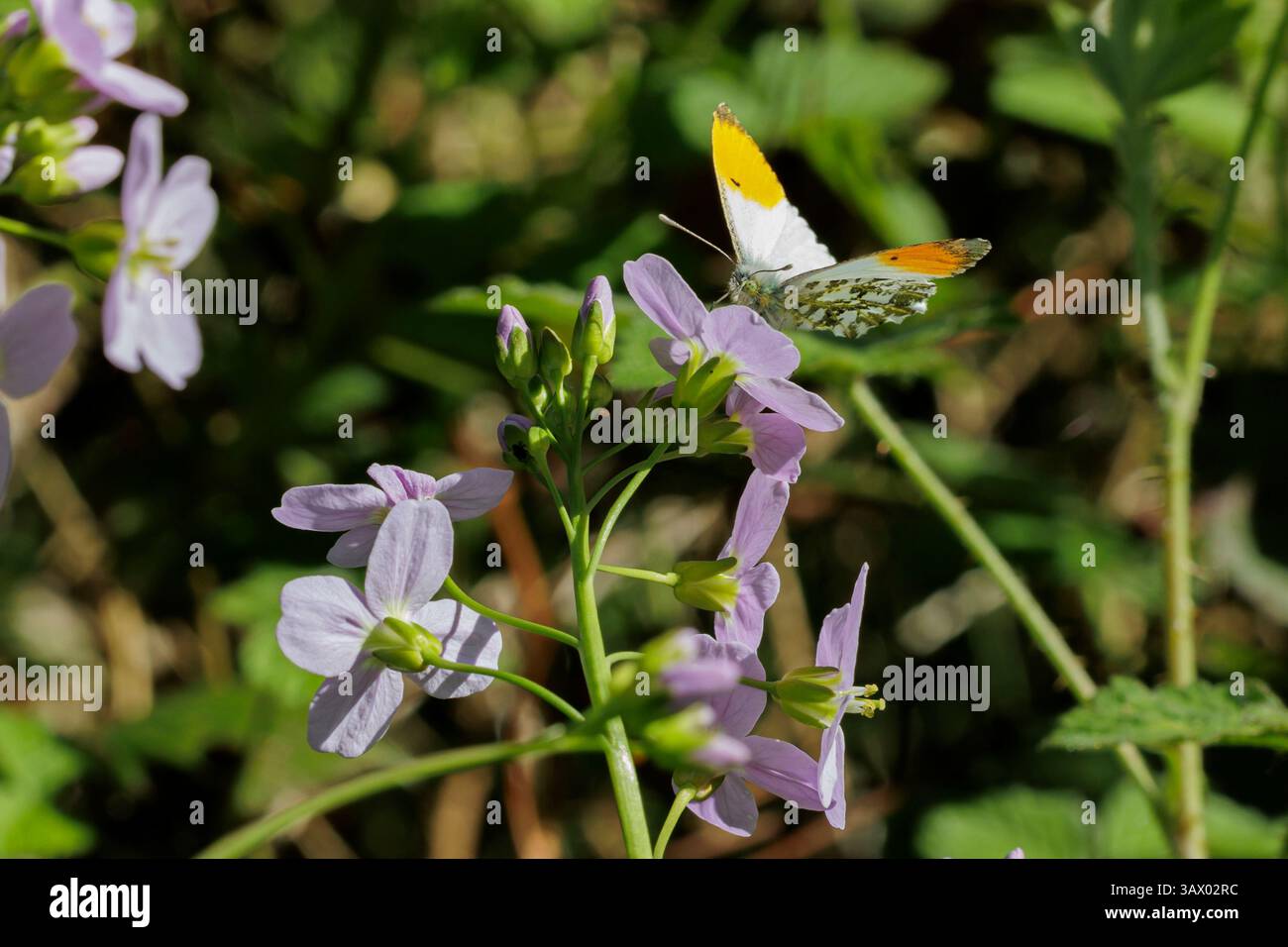 Farfalla con punta arancione maschio su fiore a cucù, Regno Unito Foto Stock