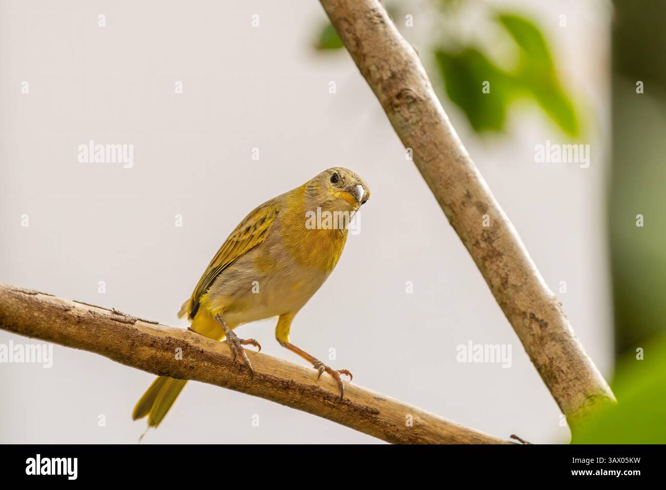 Zafferano giallo-finch appollaiato su un ramoscello Foto Stock