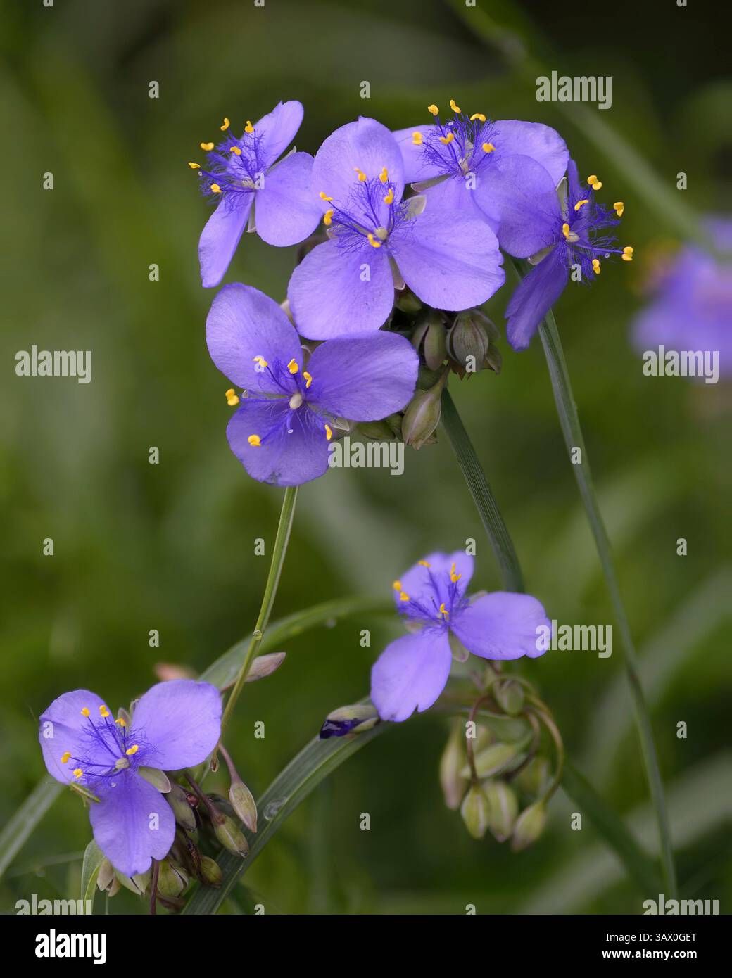 Fiori di verga porpora fiorita della prateria del Midwest americano fotografati su un morbido sfondo verde. Foto Stock