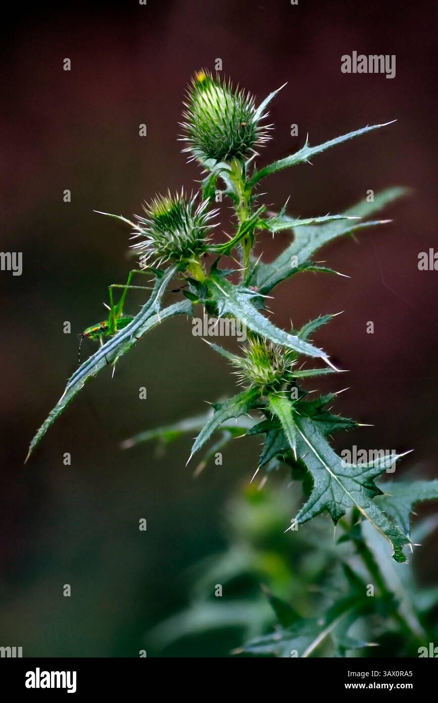 Cirsium vulgare, una comune pianta di cardo con steli alati e foglie a punta dorsale, teste di fiori rosa o viola. ALIAS: Cardo di lancia, cardo di toro. Foto Stock