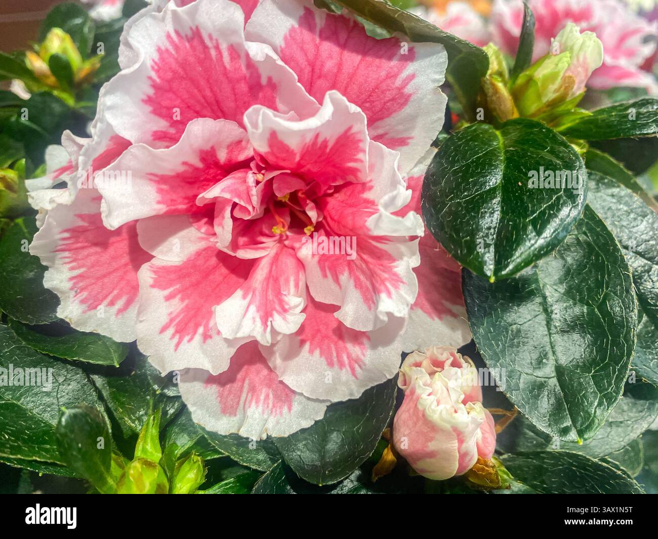 Primo piano, bellissimo fiore di Azalea rosa e bianco doppio tra lo sfondo verde delle foglie. Il rododendro fiorisce nel giardino primaverile, la bellissima rho rosa Foto Stock