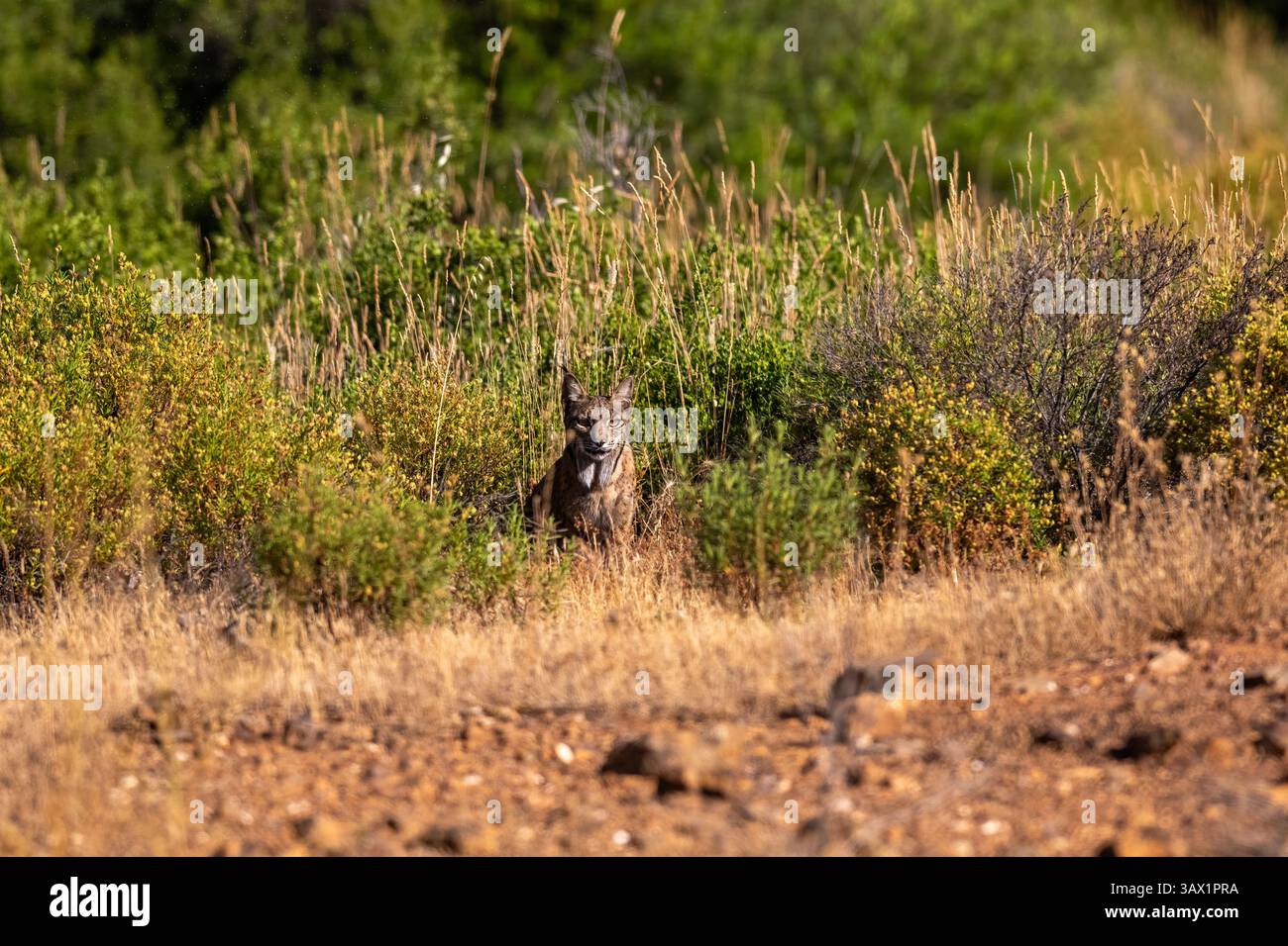 Una lince iberica adulta sta cacciando e sembra una preda mentre si nasconde tra erbacce Foto Stock