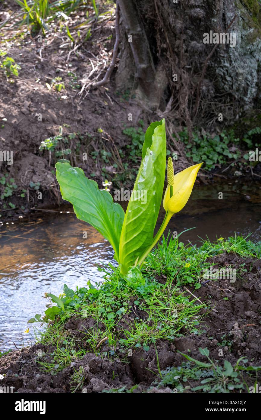 Fiore giallo di Lysichiton americanus o cavolo western skunk sulla riva di un ruscello in primavera. Foto Stock