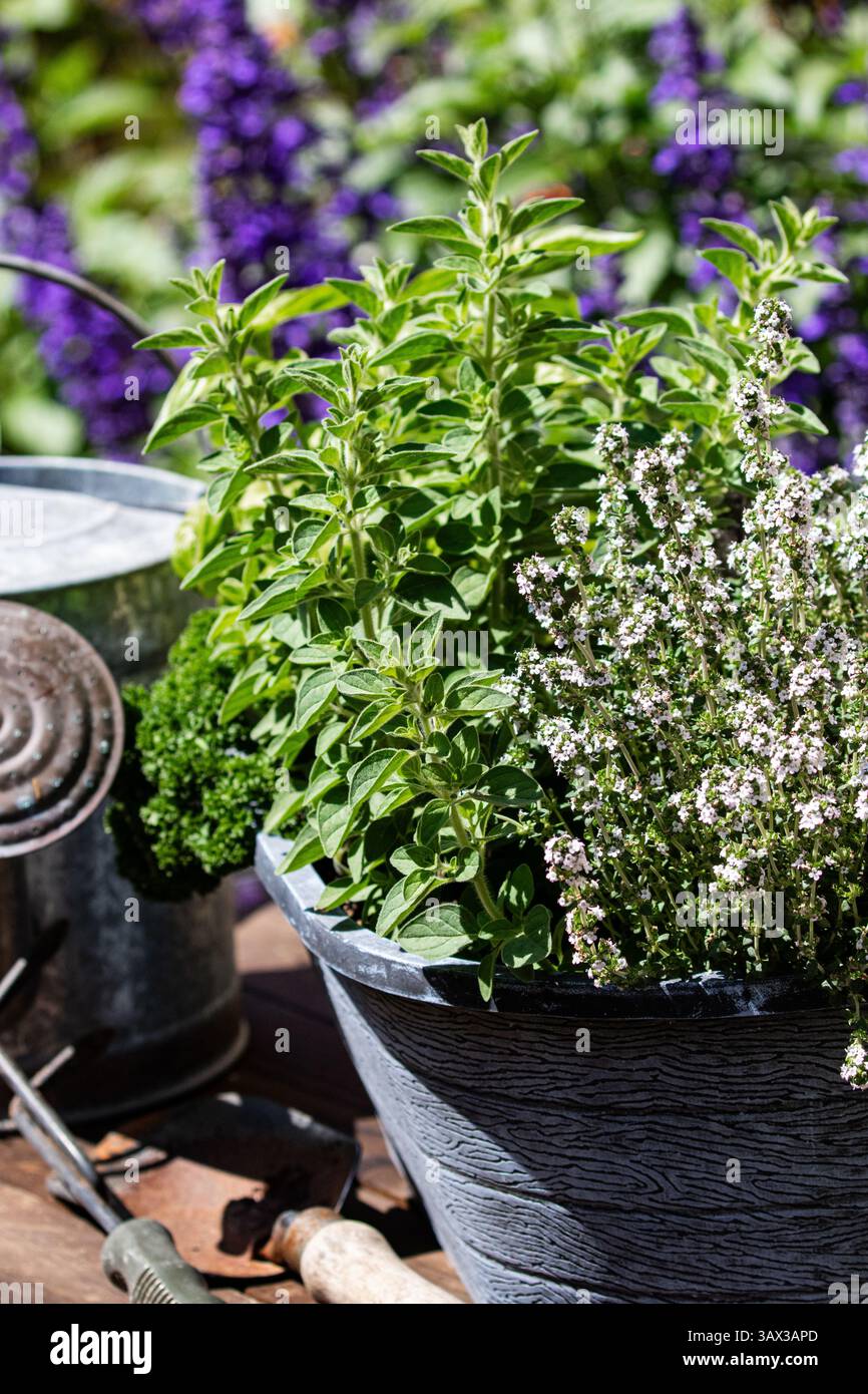 Erbe fresche che crescono in un contenitore da giardino con una bomboletta da irrigazione galvanizzata. Basilico, prezzemolo, origano, timo, Foto Stock