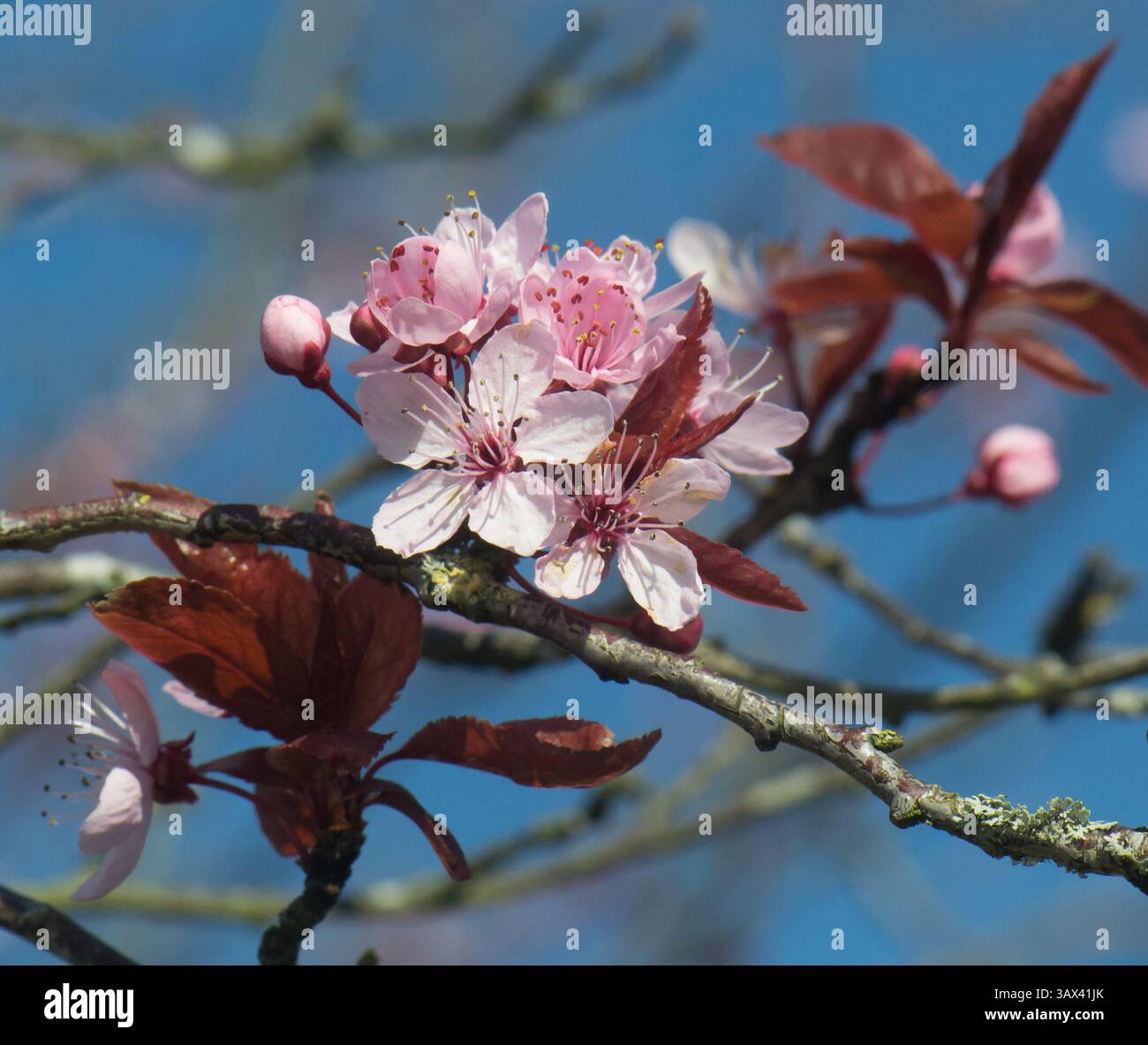 Fioritura ornamentale di ciliegio in un giardino il 19 marzo 2025 a Blackburn, Lancashire, Regno Unito. Foto Stock