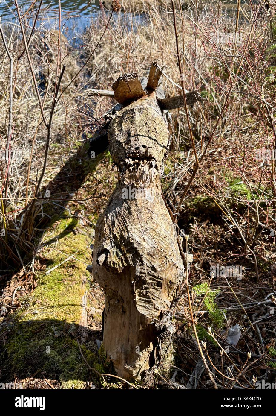 Tronco di alberi masticati dai castori vicino al bordo dell'acqua - Immagine stock catturata con smartphone