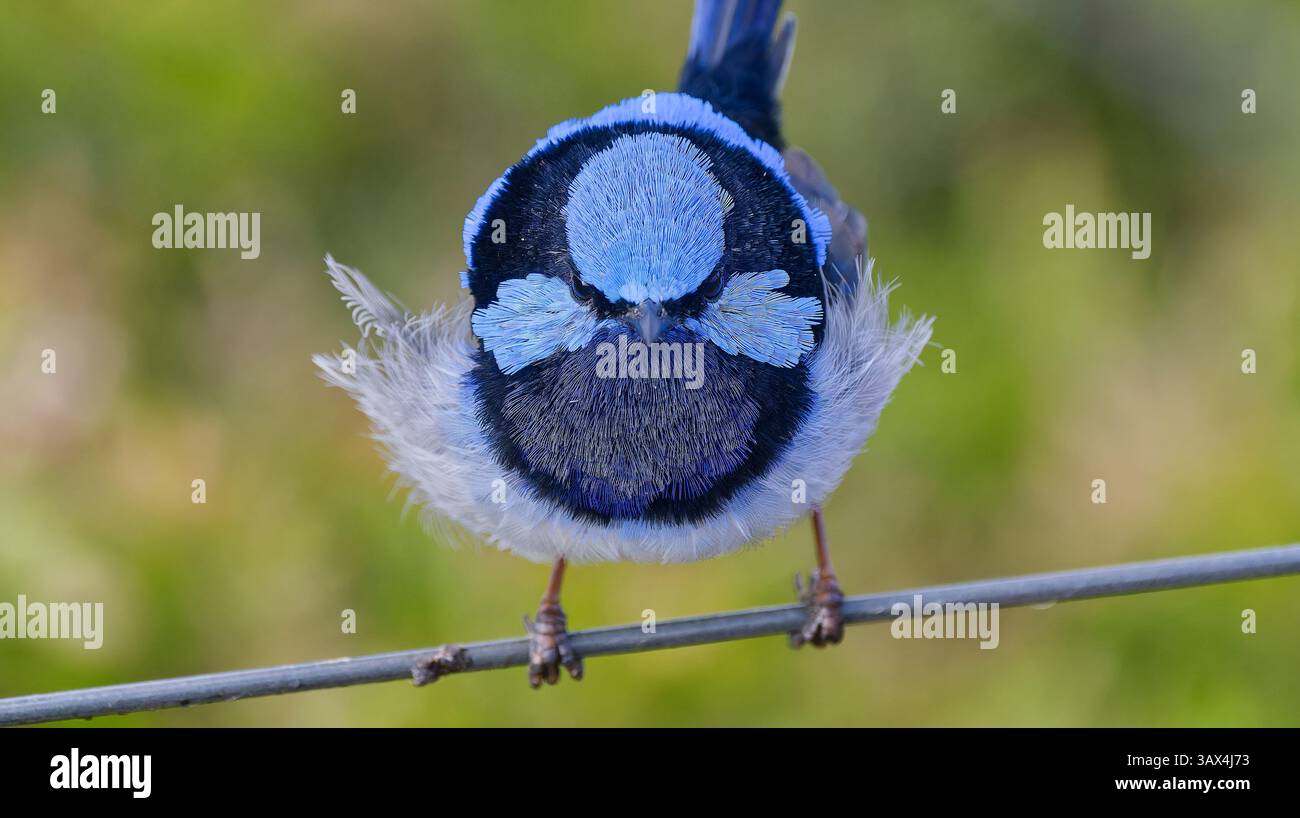 Un piccolo maschio blu superbo fairywren (Malurus cyaneus) che guarda in primo piano la telecamera appollaiato su un cavo a Point Addis, Victoria, Australia Foto Stock