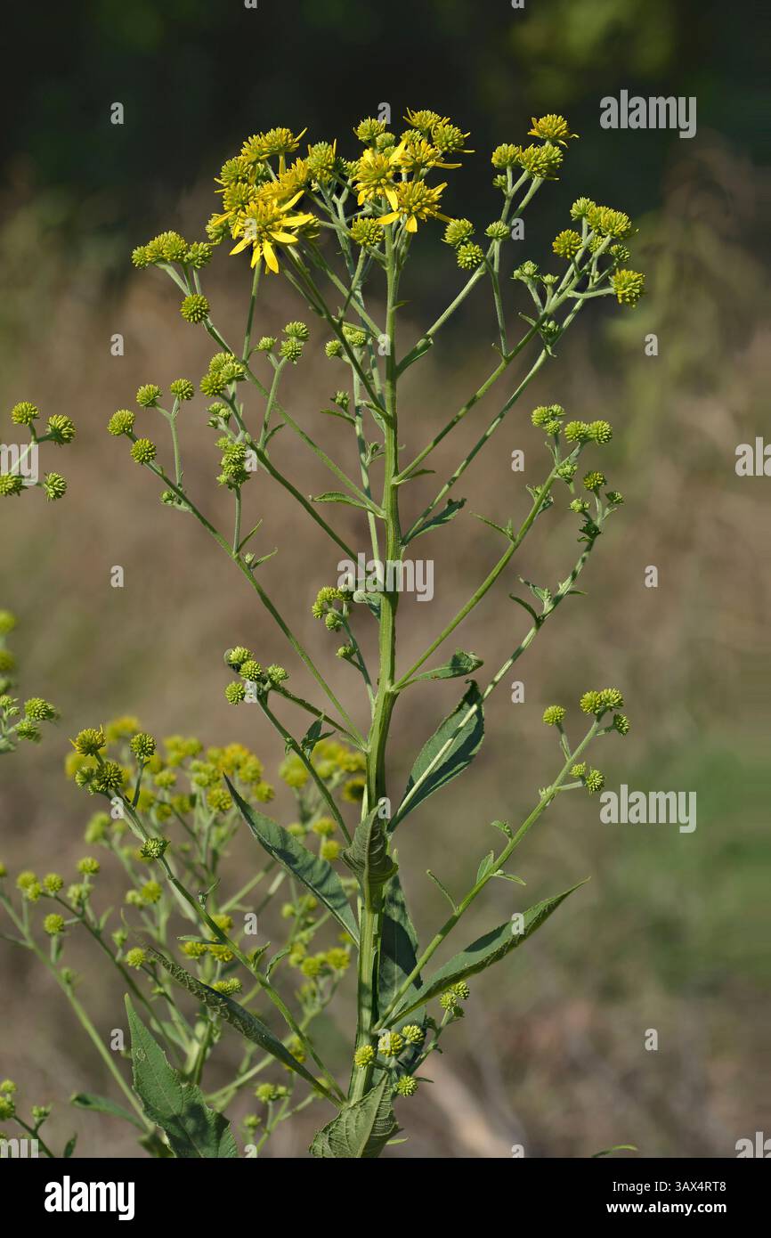 La Verbesina alternifolia è una specie di pianta in fiore della famiglia delle Asteraceae. È comunemente noto come gambo alare o alghe di ferro gialle. Foto Stock