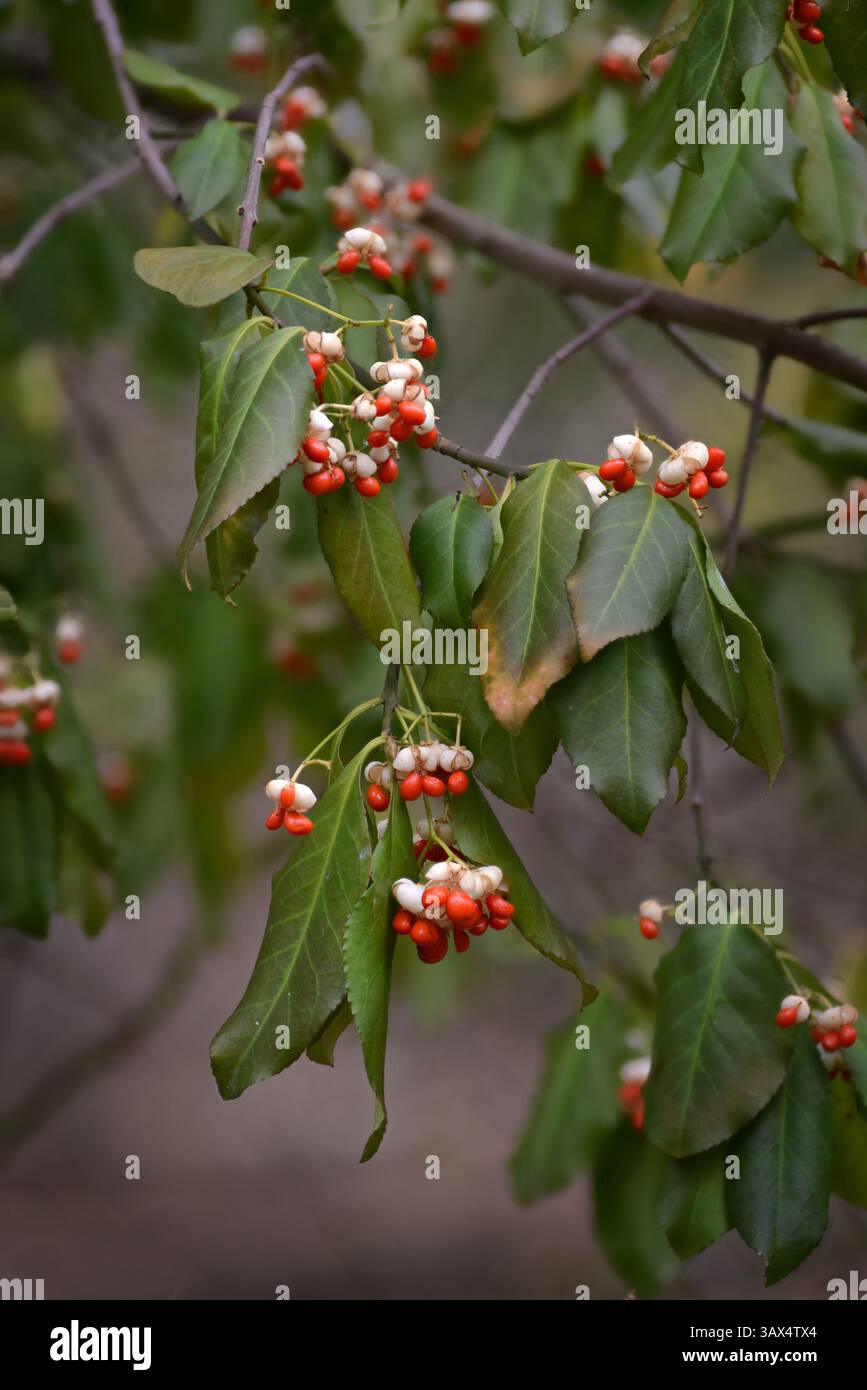 Euonymus fortunei, noto anche come svernatore, albero a mandrino e fuso comune con foglie e frutti maturi (bacche) nella stagione autunnale, è simile a eunoymus Foto Stock